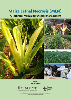 Chapter 8. MLN pathogen-free commercial seed production: standard operating procedures