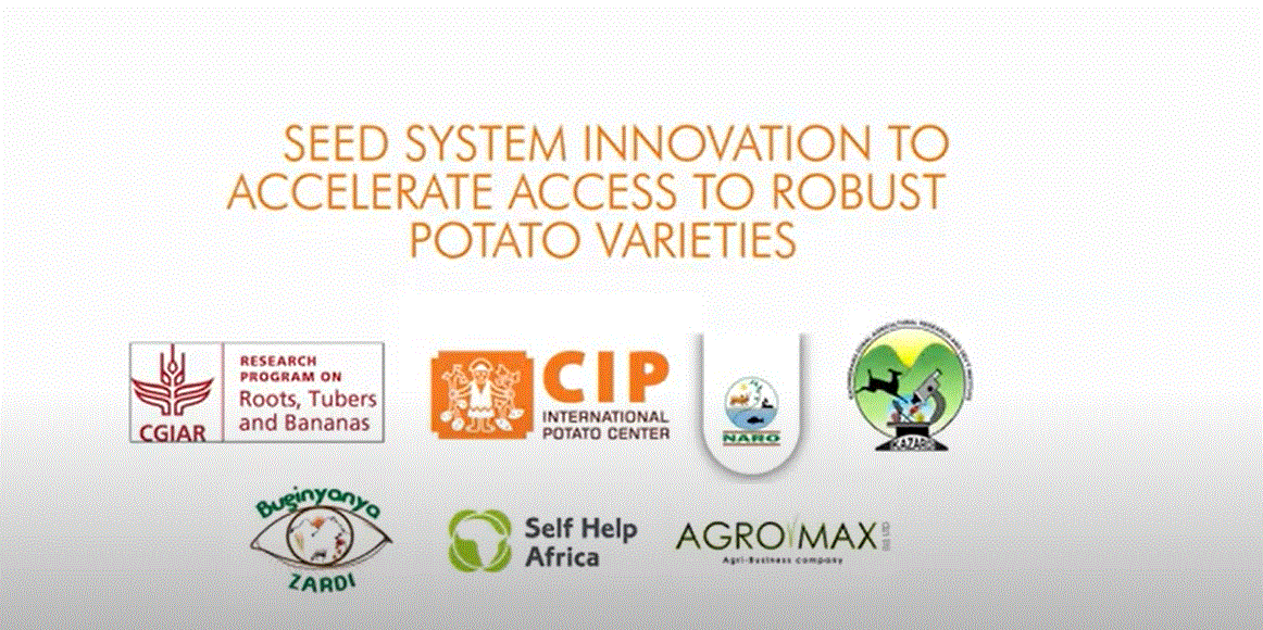 Seed system innovation to accelerate access to robust potato varieties