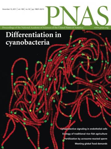 Global food demand and the sustainable intensification of agriculture