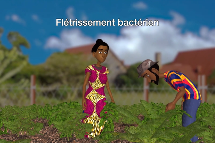 Lutte contre le flétrissement bactérien