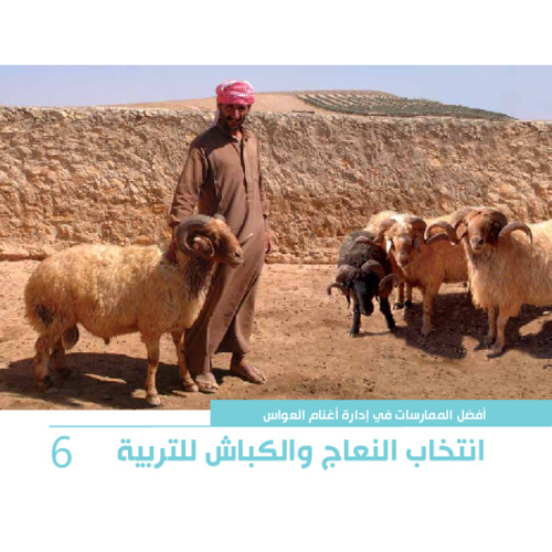 أفضل الممارسات في إدارة أغنام العواس 6 - انتخاب النعاج والكباش للتربية