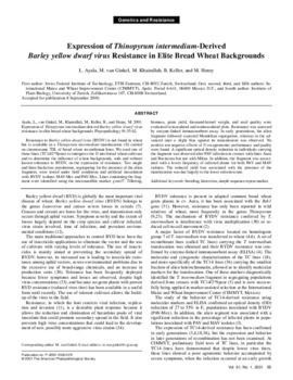 Expression of Thinopyrum intermedium-derived Barley yellow dwarf virus resistance in elite bread wheat backgrounds