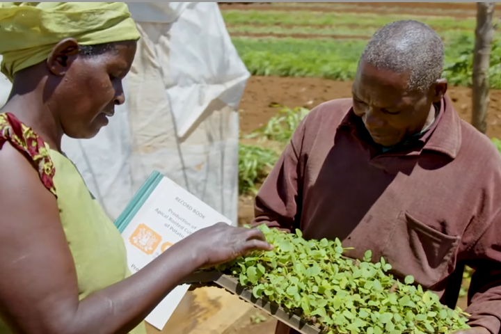 Rooted Apical Cutting Production