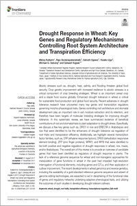 Drought Response in Wheat: Key Genes and Regulatory Mechanisms Controlling Root System Architecture and Transpiration Efficiency