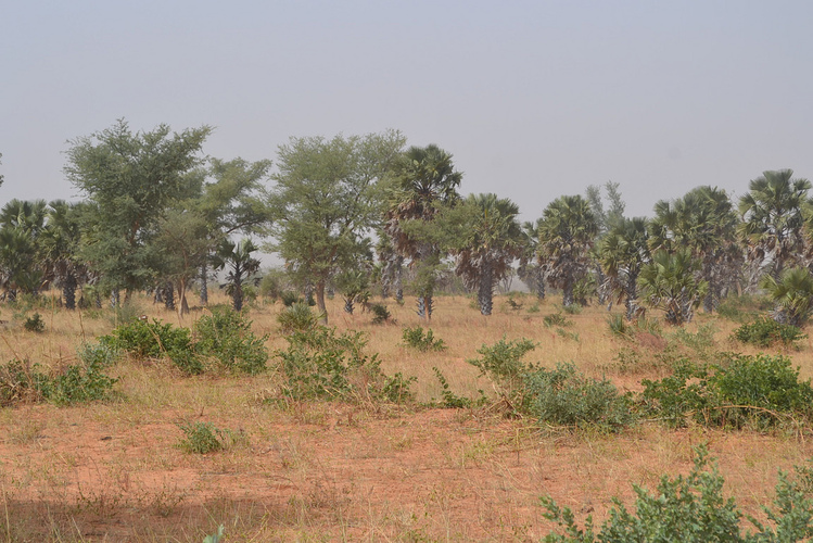 Pictures from the Field West African Sahel Savannas