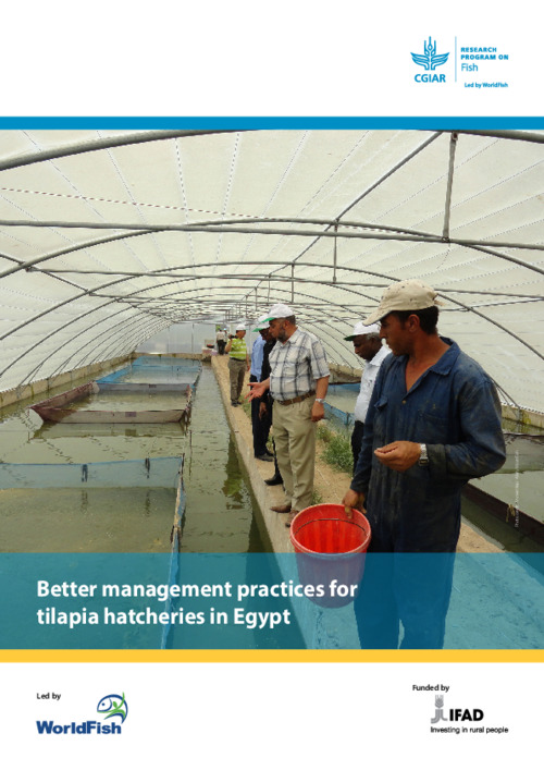 Better management practices for tilapia hatcheries in Egypt