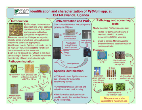 Identification and characterization of Pythium spp. at