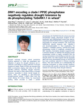 DIW1 encoding a clade I PP2C phosphatase negatively regulates drought tolerance by de-phosphorylating TaSnRK1.1 in wheat
