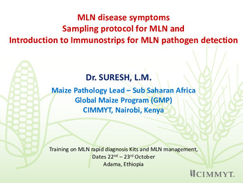 MLN disease symptoms sampling protocol for MLN and introduction to immunostrips for MLN pathogen detection