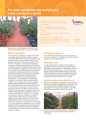 Pre-basic sweetpotato vine multiplication using a sandponics system.