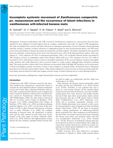 Incomplete systemic movement of Xanthomonas campestris pv. musacearum and the occurrence of latent infections in xanthomonas wilt-infected banana mats