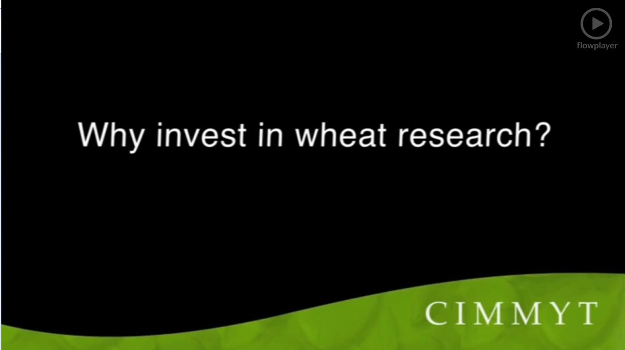 Why invest in wheat research?