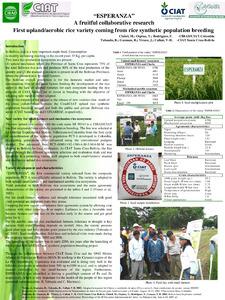 šEsperanzaš : A fruitful collaborative research: First upland/aerobic rice variety coming from rice synthetic population breeding
