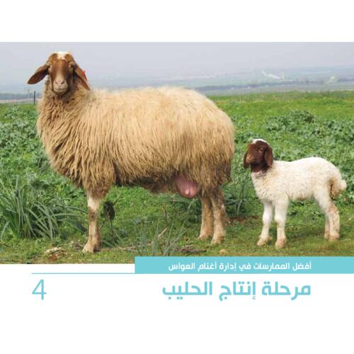 أفضل الممارسات في إدارة أغنام العواس 4 - مرحلة انتاج الحليب