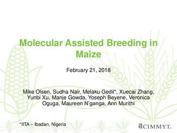 Molecular Assisted Breeding in Maize