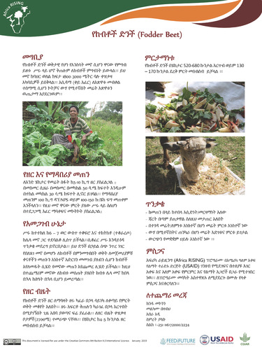 የከብቶች ድንች (Fodder Beet)