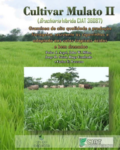 Cultivar mulato II (Brachiaria híbrido CIAT 36087): Gramínea de alta qualidade e produçao forrageira, resistentes as cigarrinhas e adaptada a solos tropicais ácidos