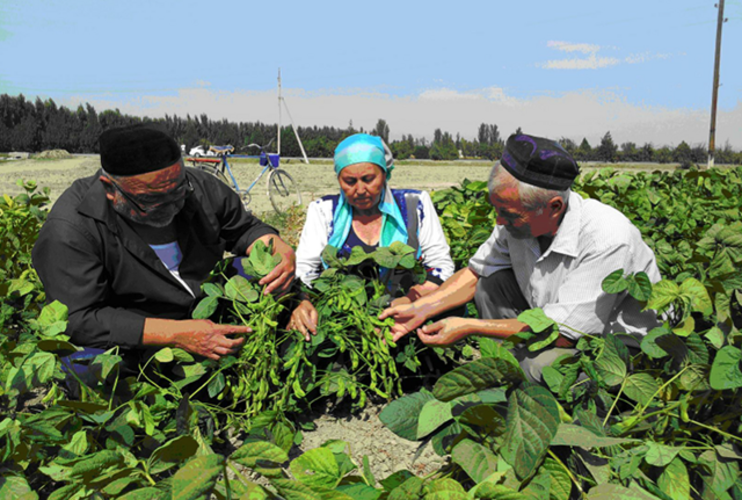 Planting mungbean as a cach crop after winter wheat harvest