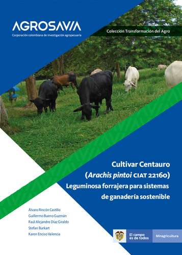 Cultivar Centauro (Arachis pintoi 22160) Leguminosa forrajera para sistemas de ganadería sostenible