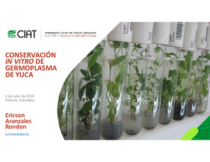 Conservación in vitro del germoplasma de yuca.