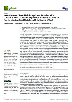 Association of root hair length and density with yield-related traits and expression patterns of TaRSL4 underpinning root hair length in spring wheat