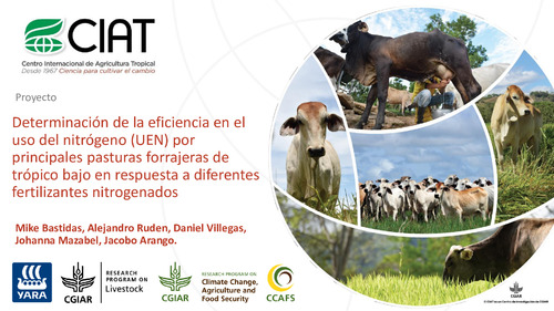 Determinación de la eficiencia en el uso del nitrógeno (UEN) por principales pasturas forrajeras de trópico bajo en respuesta a diferentes fertilizantes nitrogenados