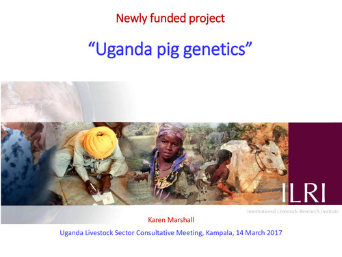 Uganda pig genetics