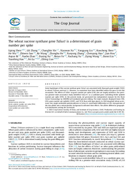 The wheat sucrose synthase gene TaSus1 is a determinant of grain number per spike