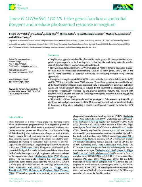 Three FLOWERING LOCUS Tlike genes function as potential florigens and mediate photoperiod response in sorghum