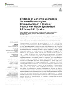 Evidence of Genomic Exchanges between Homeologous Chromosomes in a Cross of Peanut with Newly Synthetized Allotetraploid Hybrids