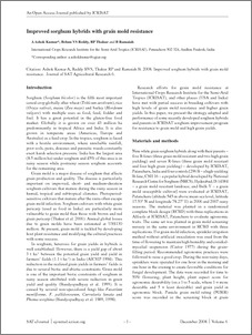 Improved sorghum hybrids with grain mold resistance