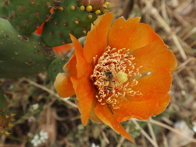 Honey bees grazing on cactus flowers at Muchaqqer station, Jordan