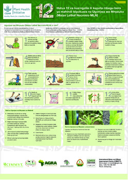 Hatua 12 za kuzingatia ili kupata mbegu bora ya mahindi isiyokuwa na Ugonjwa wa Mnyauko (Maize Lethal Necrosis-MLN)