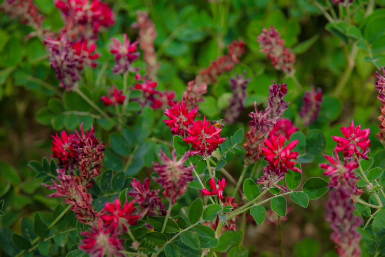 Sulla Crop for Honey Production