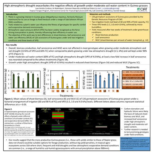 High atmospheric drought exacerbates the negative effects of growth under moderate soil water content in Guinea grasses