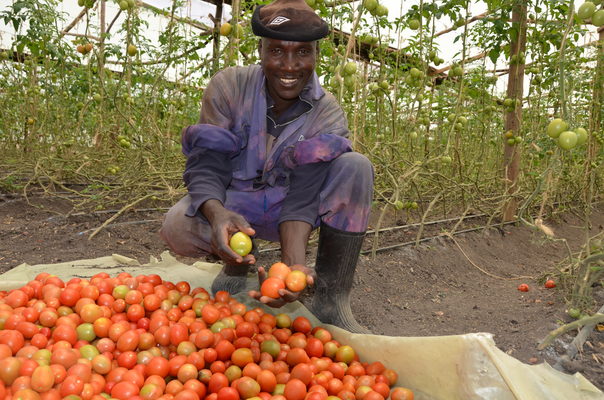 Greenhouse Farming in Kitengela, Kenya