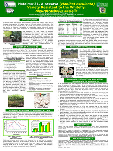 Nataima-31, a cassava (Manihot esculenta Crantz) variety resistant to the whitefly, Aleurotrachelus socialis