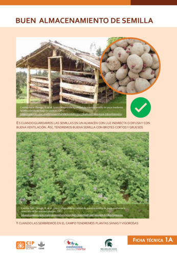 Ficha técnica 1: Almacenamiento de semilla de papa