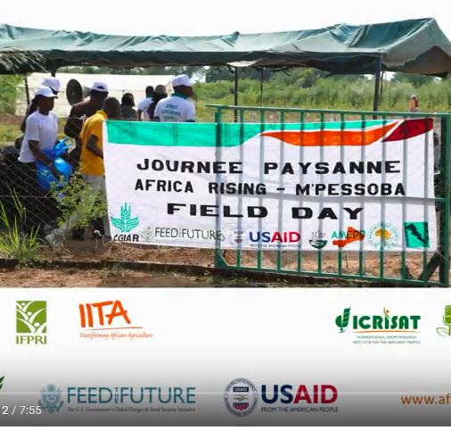 Value of sorghum in animal feeding (Siga tala kenike kala dioyôrôba be baganw ka baloko sabatili la)