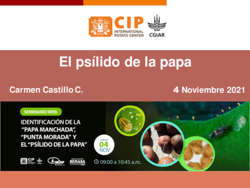 El psílido de la papa. Identificación de la "papa manchada", "punta morada" y el "psílido de la papa"