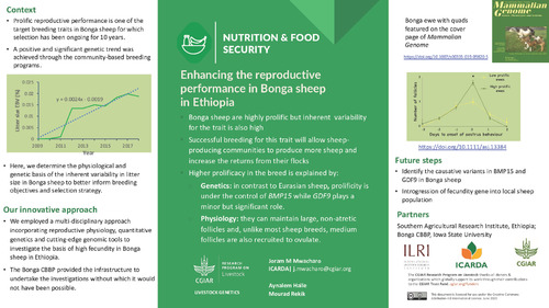 Enhancing the reproductive performance in Bonga sheep in Ethiopia