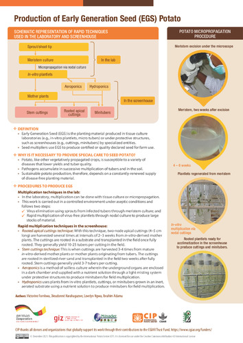 Production of Early Generation Seed (EGS) Potato