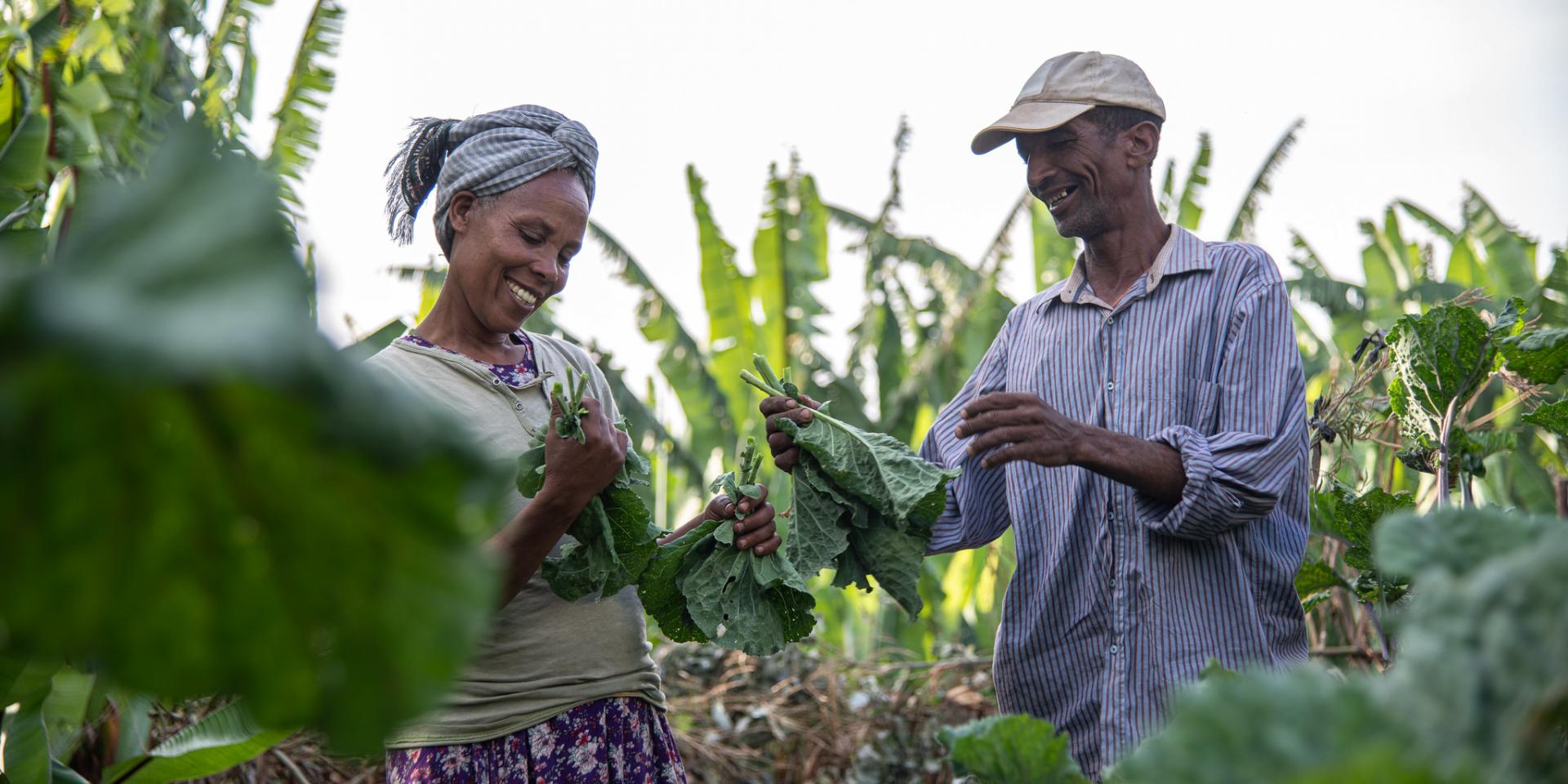 Askale Lombamo and her husband Abamo Lombamo in their garden in Doyogena District, Ethiopia. Photo: Georgina Smith/ILRI.
