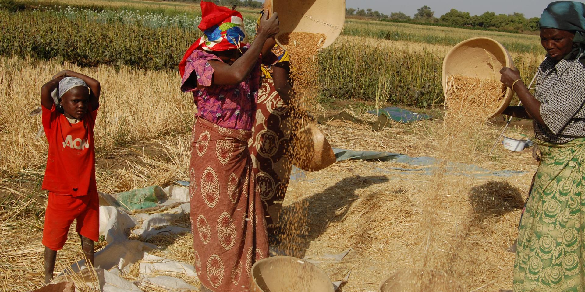 Women farmers in Nigeria. Photo: ICARDA.