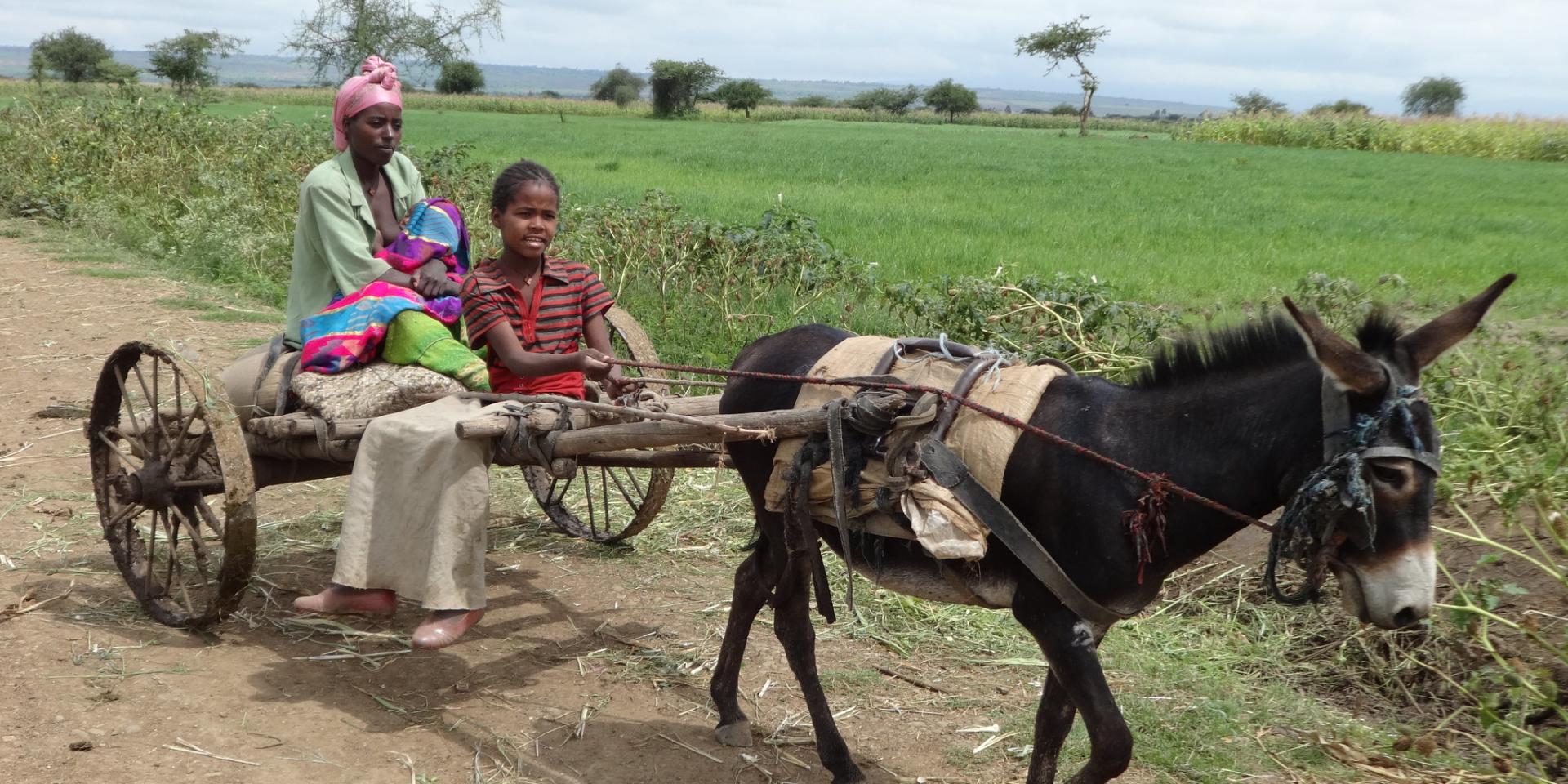 Adefris Teklewold/CIMMYT