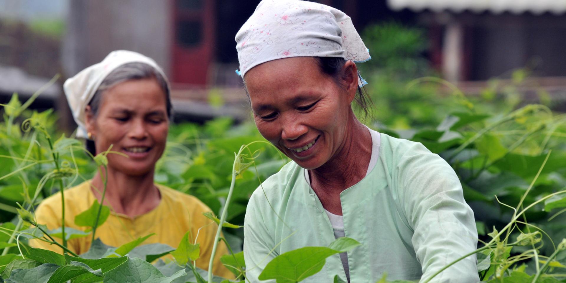 Following the chayote market chain in Hua Bin province, NW Vietnam.     Credit: ©2009CIAT/NeilPalmer