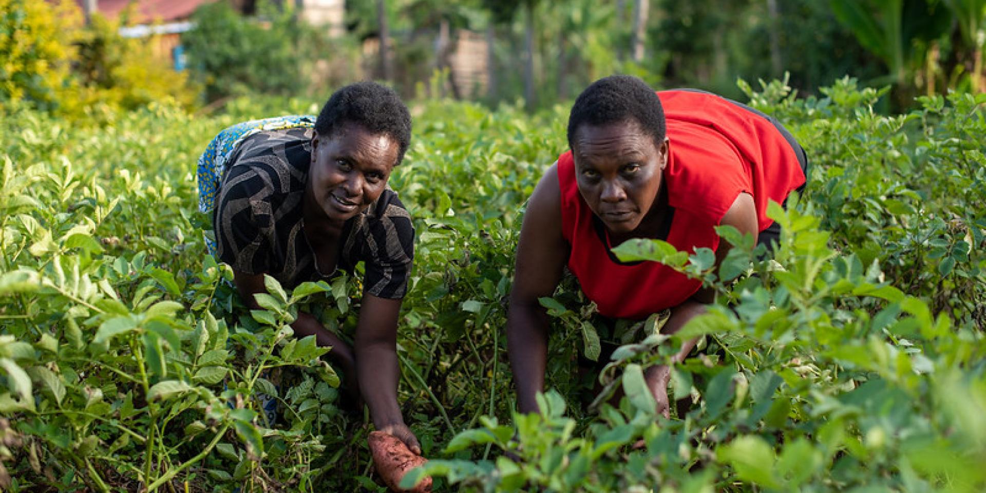 Women picking potatoes