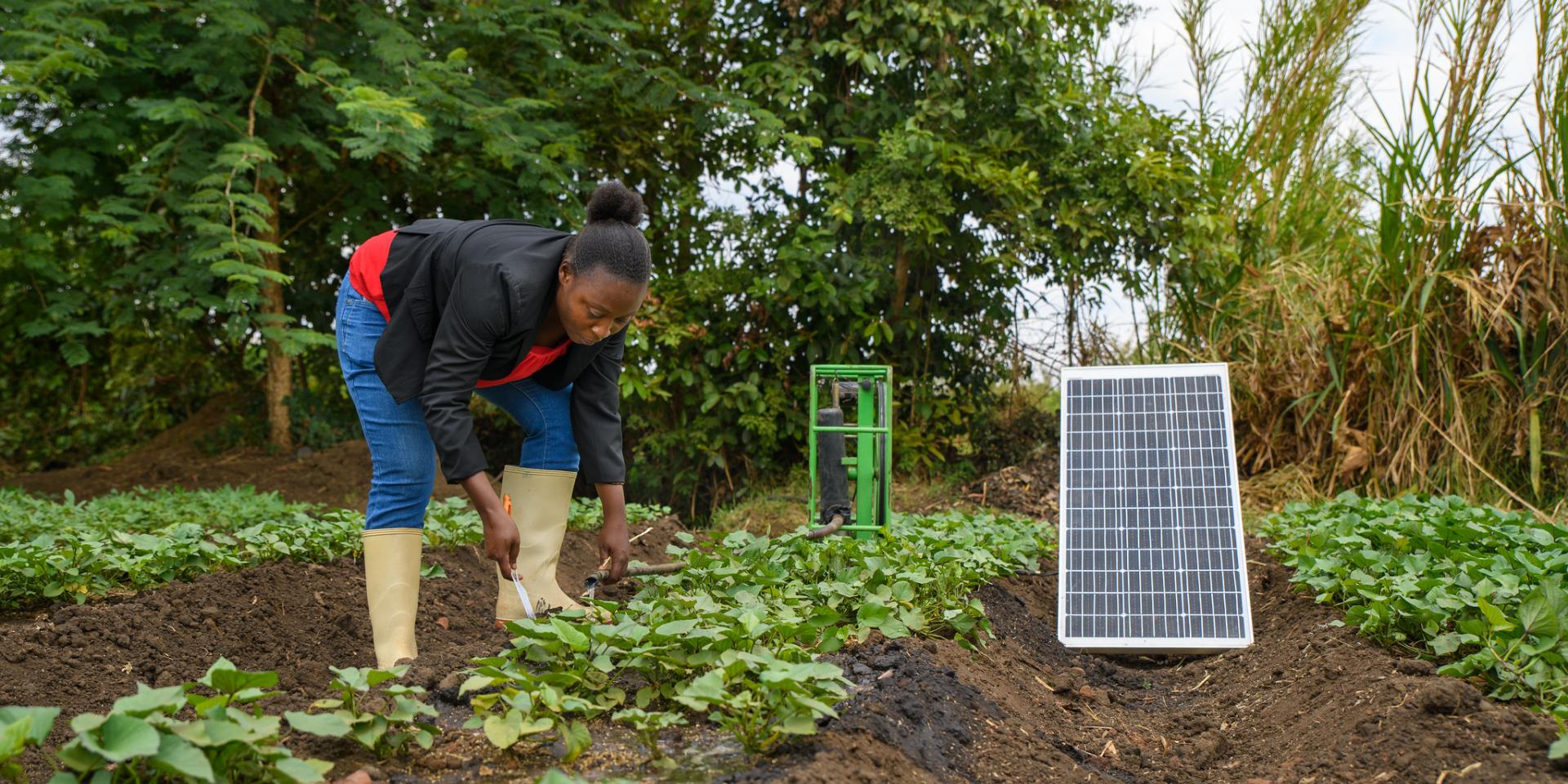 Woman farmer standing in field next to solar panel