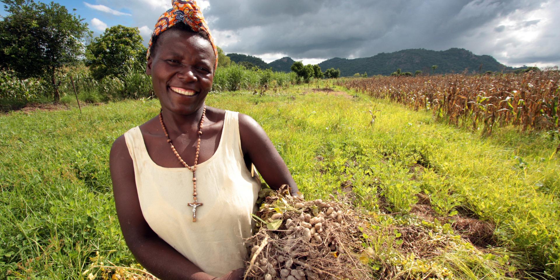  Harvesting groundnuts in Zimbabwe