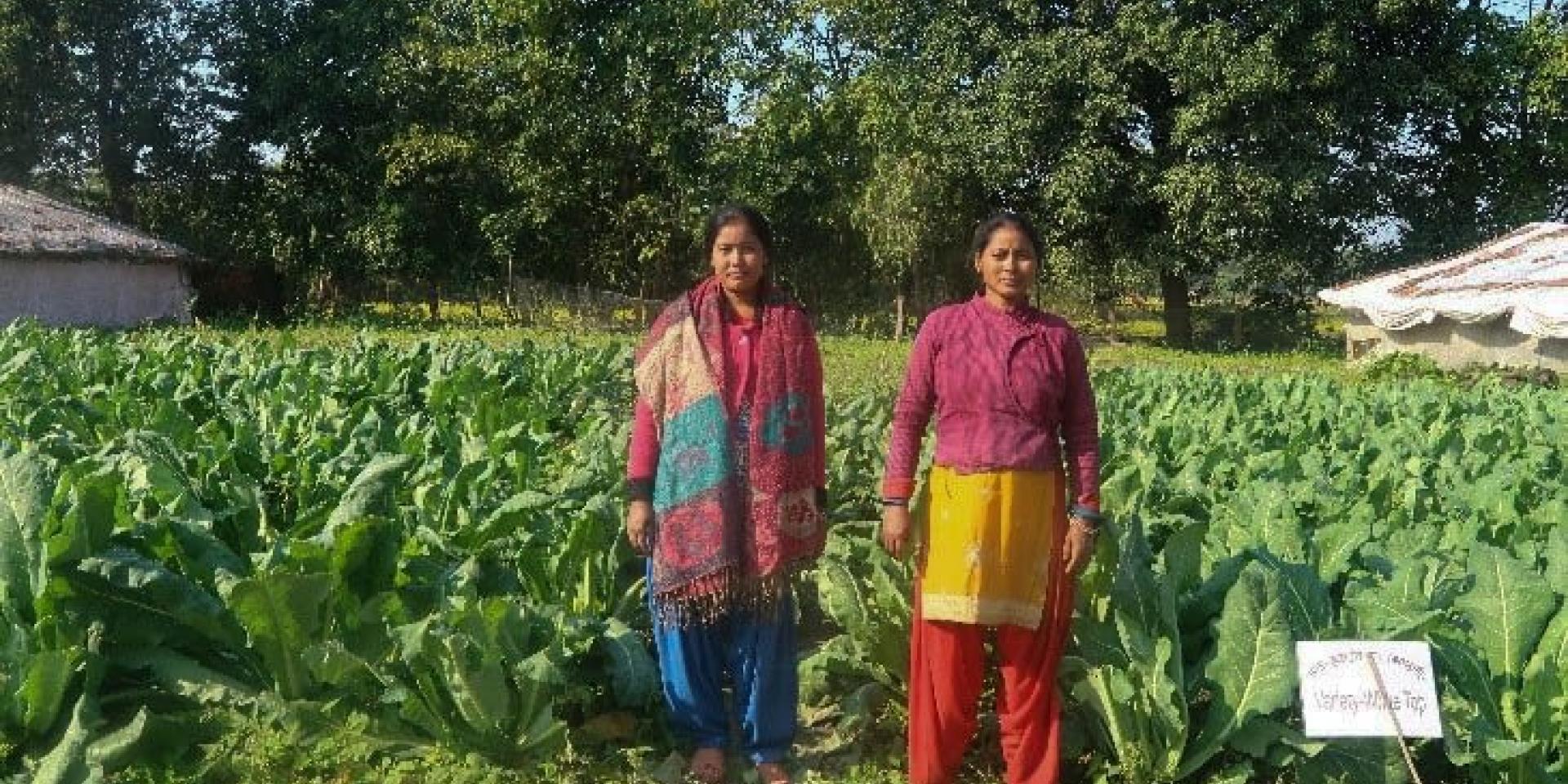 Two women in a cauliflower field